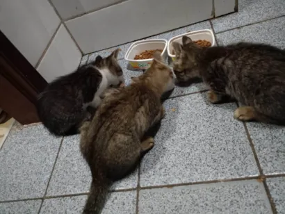 Gato raça Maine Coon idade 2 a 6 meses nome Eduardo Nogueira