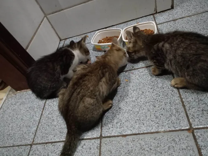Gato ra a Maine Coon idade 2 a 6 meses nome Eduardo Nogueira
