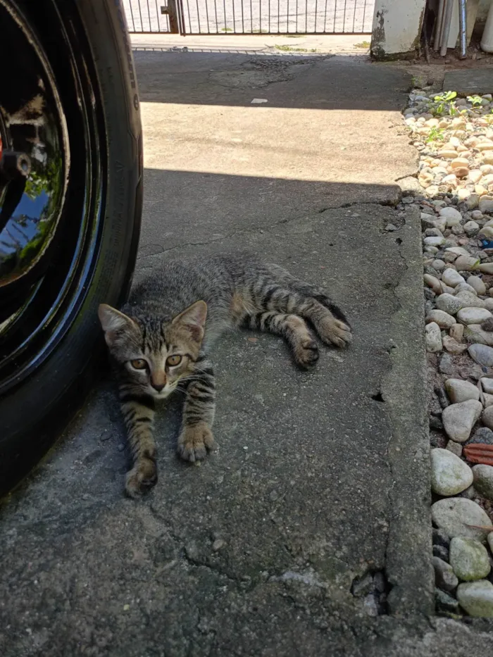 Gato ra a Maine Coon idade 2 a 6 meses nome Eduardo Nogueira