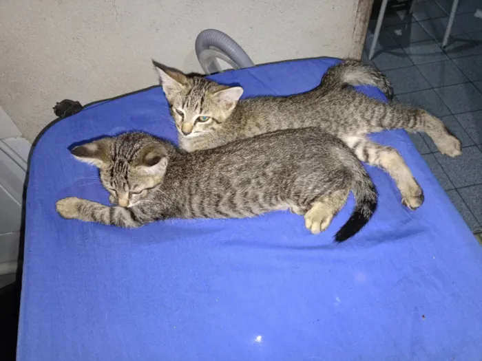 Gato ra a Maine Coon idade 2 a 6 meses nome Eduardo Nogueira