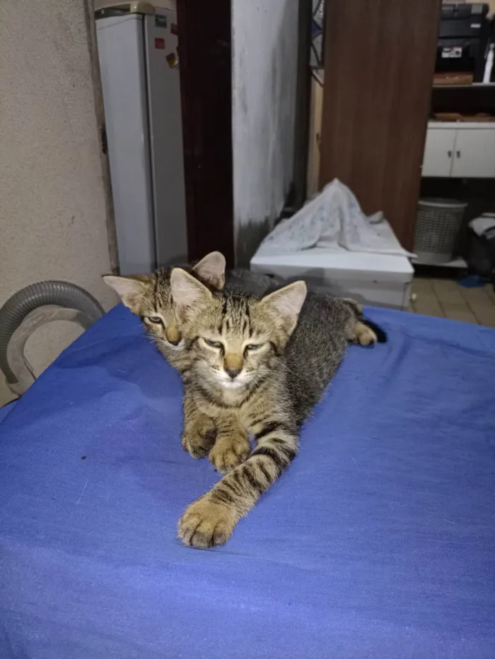 Gato ra a Maine Coon idade 2 a 6 meses nome Eduardo Nogueira