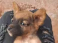 Dog Dog
