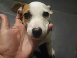 Cachorro raça Pit-Bull idade 2 a 6 meses nome Eros