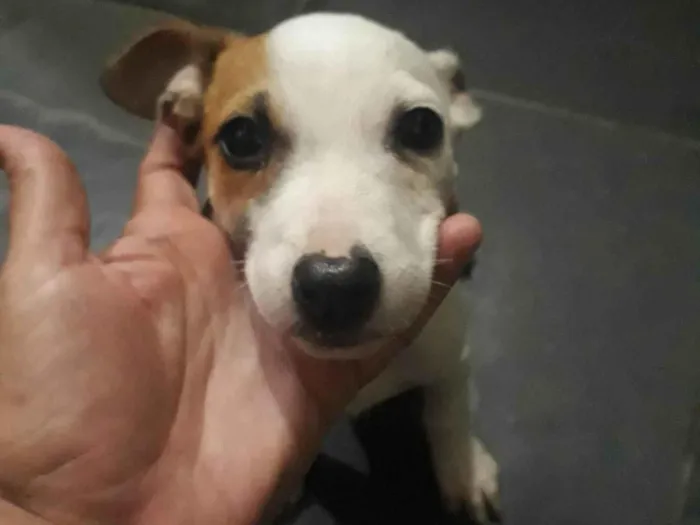 Cachorro ra a Pit-Bull idade 2 a 6 meses nome Eros