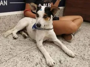 Cachorro raça SRD-ViraLata idade 6 ou mais anos nome Manchinha