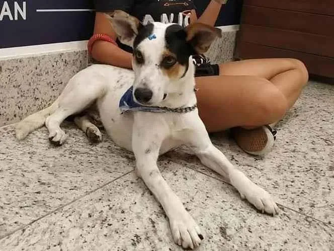 Cachorro ra a SRD-ViraLata idade 6 ou mais anos nome Manchinha