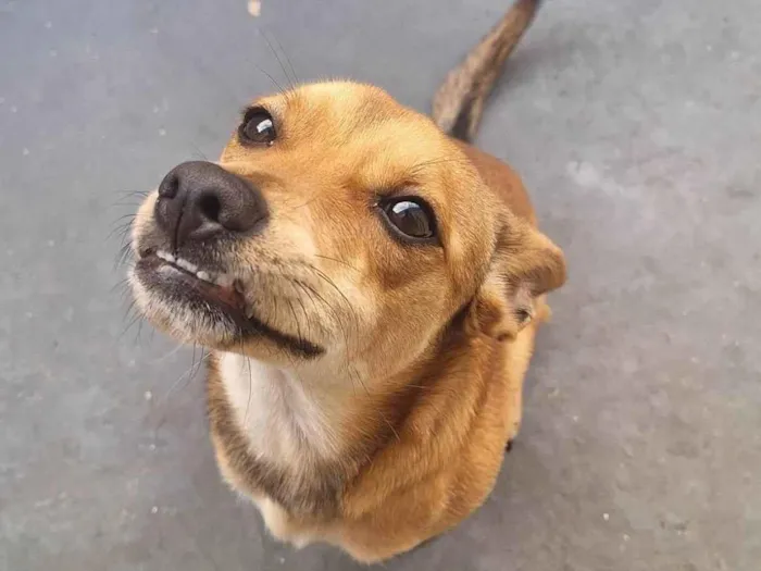 Cachorro ra a SRD-ViraLata idade 7 a 11 meses nome Mel