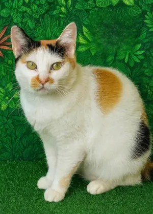Gato raça SRD-ViraLata idade 2 anos nome Celina