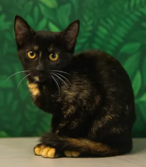 Gato raça SRD-ViraLata idade 7 a 11 meses nome Fefe