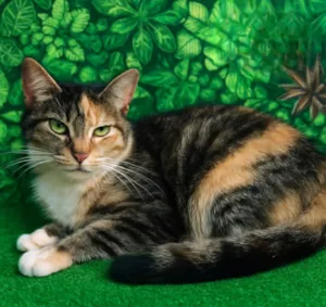 Gato raça SRD-ViraLata idade 2 anos nome Pilar