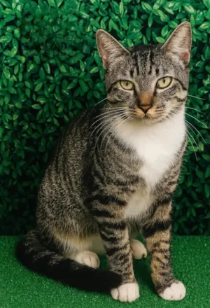 Gato raça SRD-ViraLata idade 2 anos nome Ted