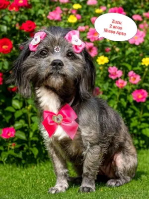 Cachorro raça Lhasa Apso idade 2 anos nome Zuzu