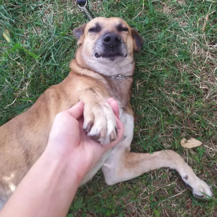 Cachorro ra a SRD-ViraLata idade 6 ou mais anos nome Julius
