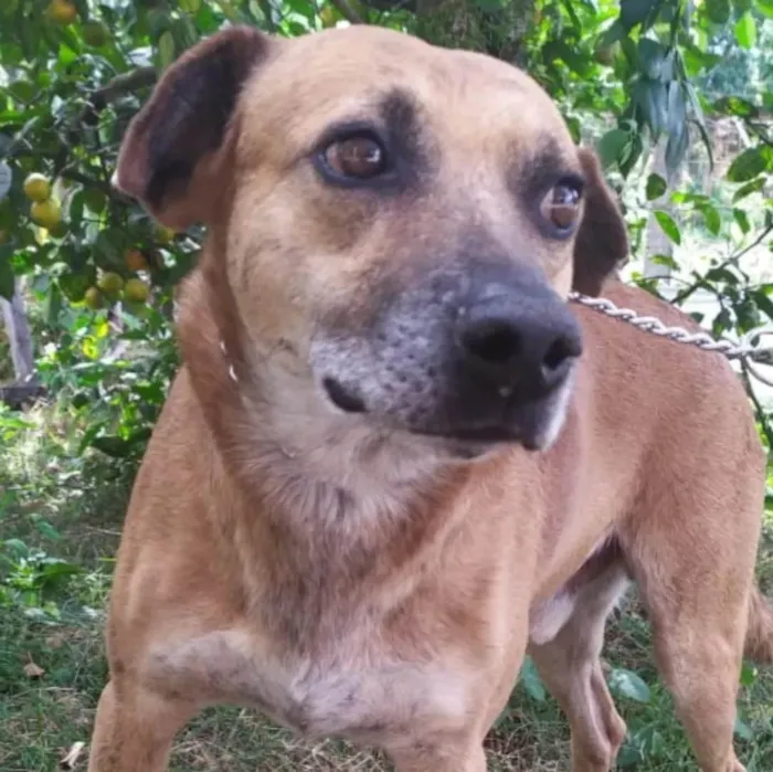Cachorro ra a SRD-ViraLata idade 6 ou mais anos nome Julius