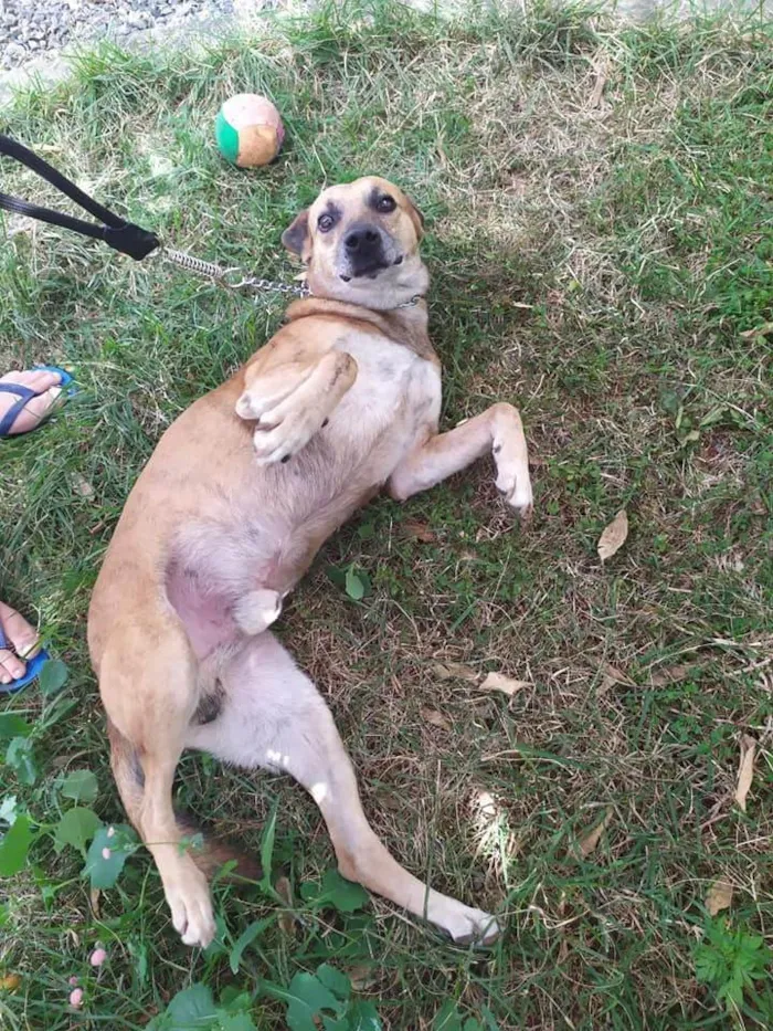Cachorro ra a SRD-ViraLata idade 6 ou mais anos nome Julius