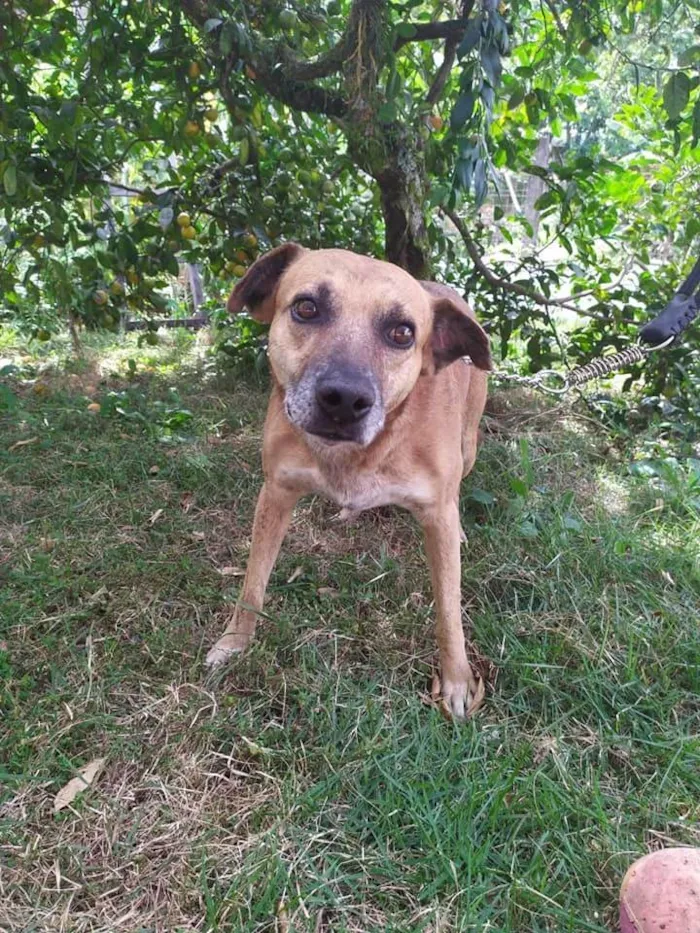 Cachorro ra a SRD-ViraLata idade 6 ou mais anos nome Julius
