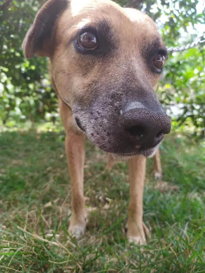 Cachorro ra a SRD-ViraLata idade 6 ou mais anos nome Julius
