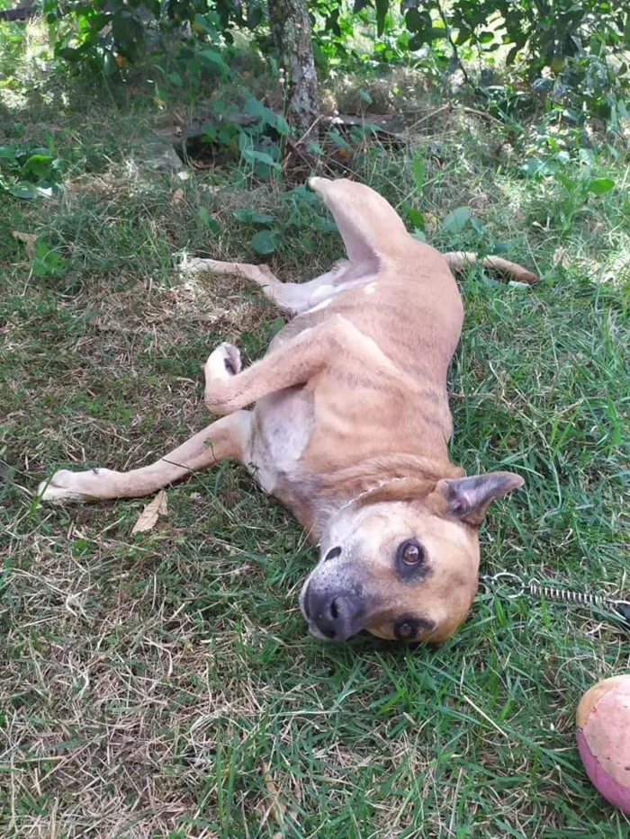 Cachorro ra a SRD-ViraLata idade 6 ou mais anos nome Julius