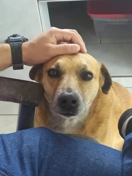 Cachorro ra a SRD-ViraLata idade 6 ou mais anos nome Julius