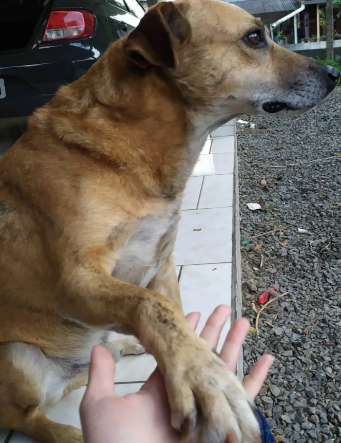 Cachorro ra a SRD-ViraLata idade 6 ou mais anos nome Julius