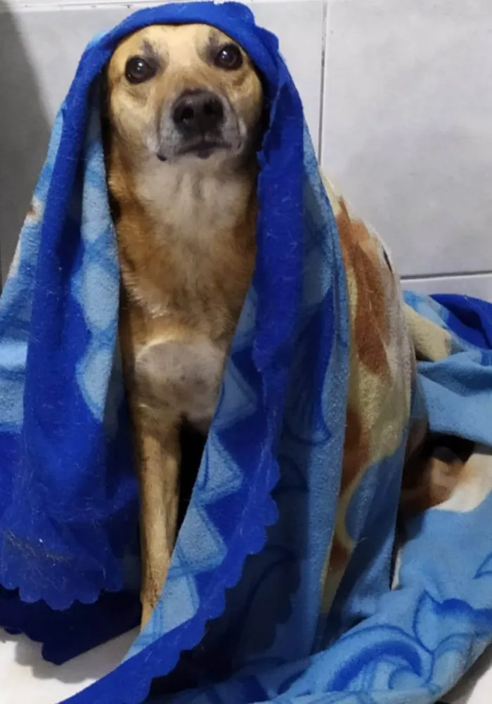 Cachorro ra a SRD-ViraLata idade 6 ou mais anos nome Julius