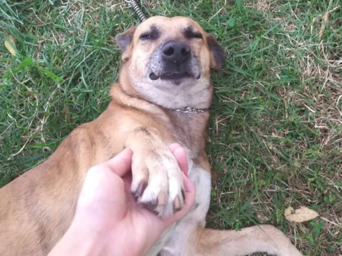 Cachorro ra a SRD-ViraLata idade 6 ou mais anos nome Julius