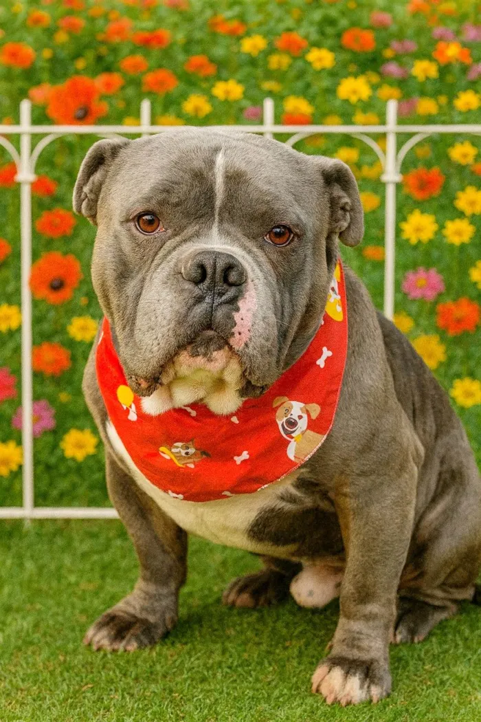 Cachorro ra a Bulldog idade 4 anos nome Zeus