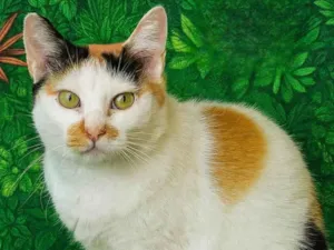 Gato raça SRD-ViraLata idade 2 anos nome Celina