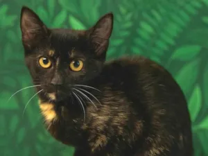 Gato raça SRD-ViraLata idade 7 a 11 meses nome Fefe