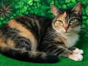 Gato raça SRD-ViraLata idade 2 anos nome Pilar