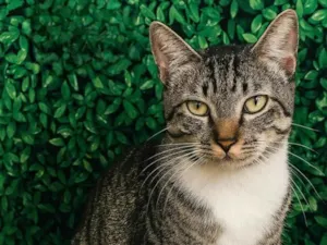 Gato raça SRD-ViraLata idade 2 anos nome Ted