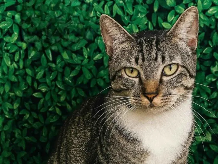 Gato ra a SRD-ViraLata idade 2 anos nome Ted