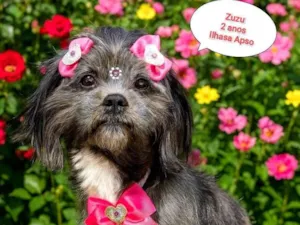 Cachorro raça Lhasa Apso idade 2 anos nome Zuzu