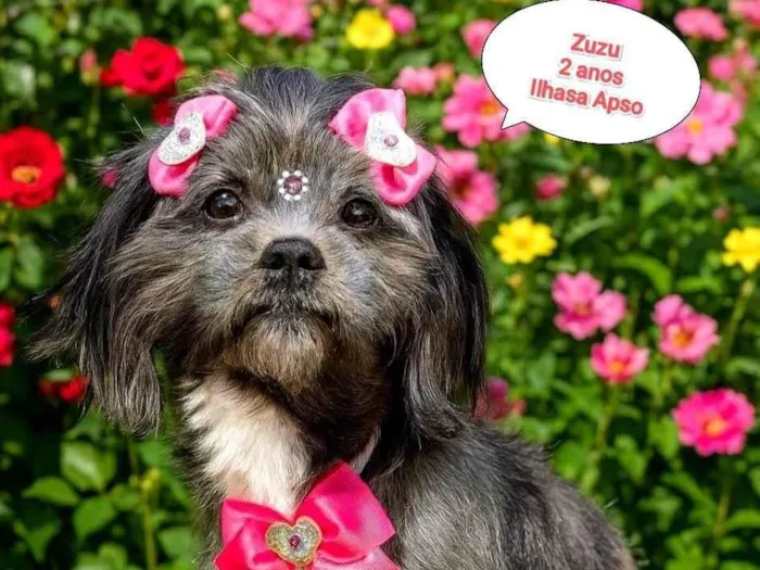 Cachorro ra a Lhasa Apso idade 2 anos nome Zuzu