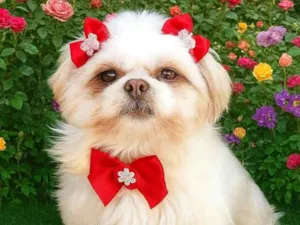 Cachorro raça Shitzu idade 5 anos nome Marry