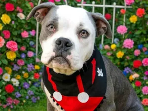 Cachorro raça Bulldog idade 7 a 11 meses nome Thor