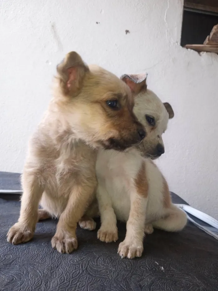 Cachorro ra a SRD-ViraLata idade 2 a 6 meses nome eles ainda não tem nome
