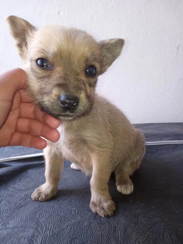 Cachorro ra a SRD-ViraLata idade 2 a 6 meses nome eles ainda não tem nome