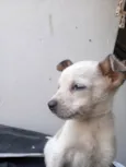 eles ainda não tem nome