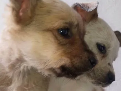 Cachorro raça SRD-ViraLata idade 2 a 6 meses nome eles ainda não tem nome