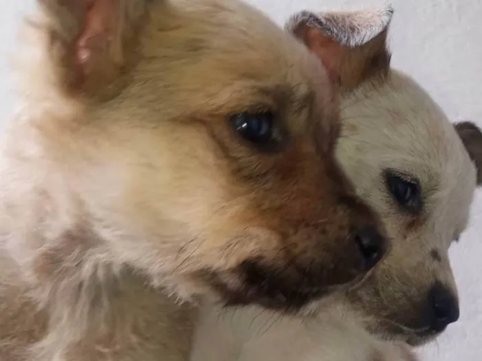 Cachorro ra a SRD-ViraLata idade 2 a 6 meses nome eles ainda não tem nome