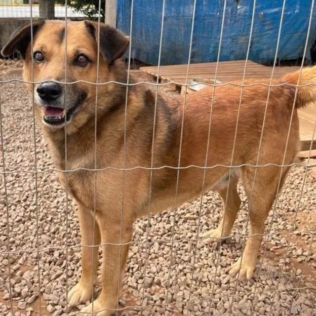 Cachorro ra a SRD-ViraLata idade 6 ou mais anos nome James