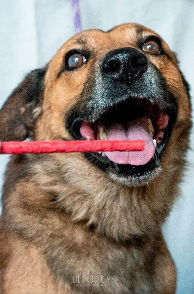Cachorro ra a SRD-ViraLata idade 6 ou mais anos nome James