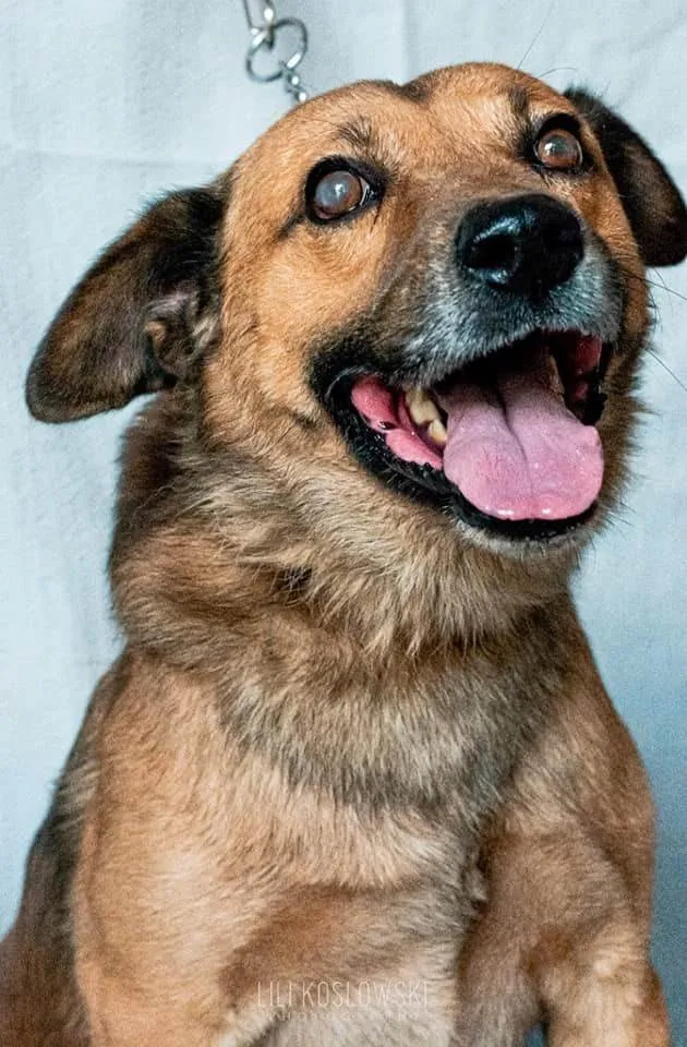 Cachorro ra a SRD-ViraLata idade 6 ou mais anos nome James