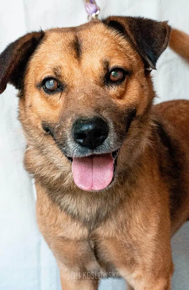 Cachorro ra a SRD-ViraLata idade 6 ou mais anos nome James