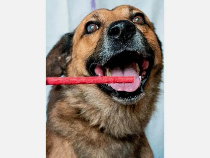 Cachorro ra a SRD-ViraLata idade 6 ou mais anos nome James