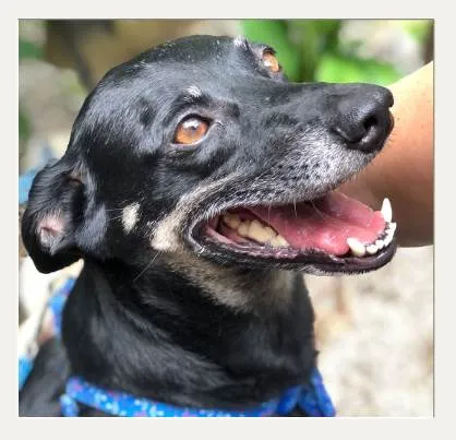Cachorro ra a SRD-ViraLata idade 6 ou mais anos nome Buddy