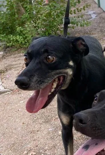 Cachorro ra a SRD-ViraLata idade 6 ou mais anos nome Buddy