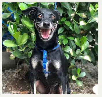 Cachorro ra a SRD-ViraLata idade 6 ou mais anos nome Buddy