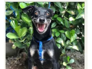 Cachorro raça SRD-ViraLata idade 6 ou mais anos nome Buddy